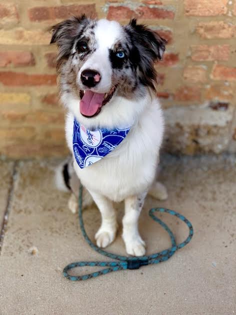 Tips For a New Dog Owner