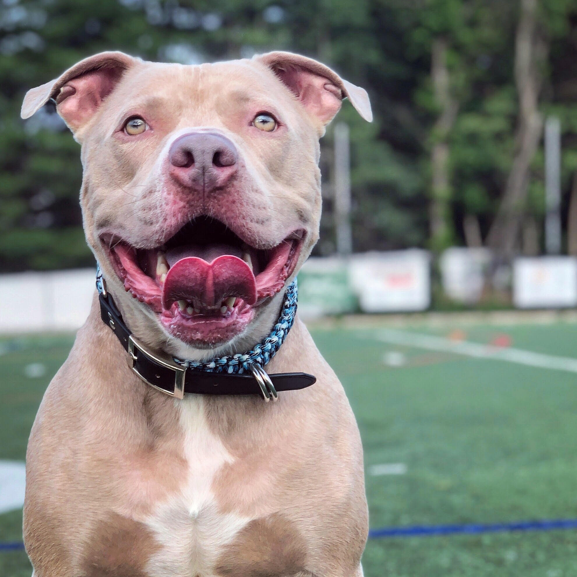 Which dog breed store is the friendliest