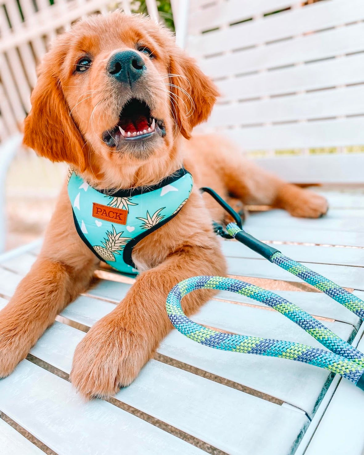 Dog Collars in Dog Collars, Leashes, and Harnesses 